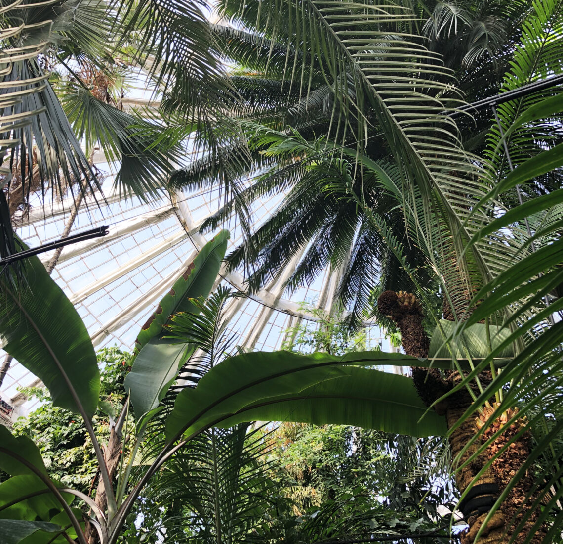 Aflysning, palmer og Jamie Oliver…